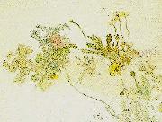 Carl Larsson blommor- nyponros och backsippor Spain oil painting artist
